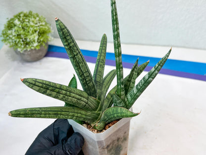Sansevieria Rocker (#AC20) | Rare Imported House Plants