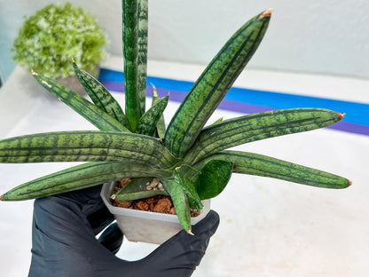 Sansevieria Rocker (#AC20) | Rare Imported House Plants