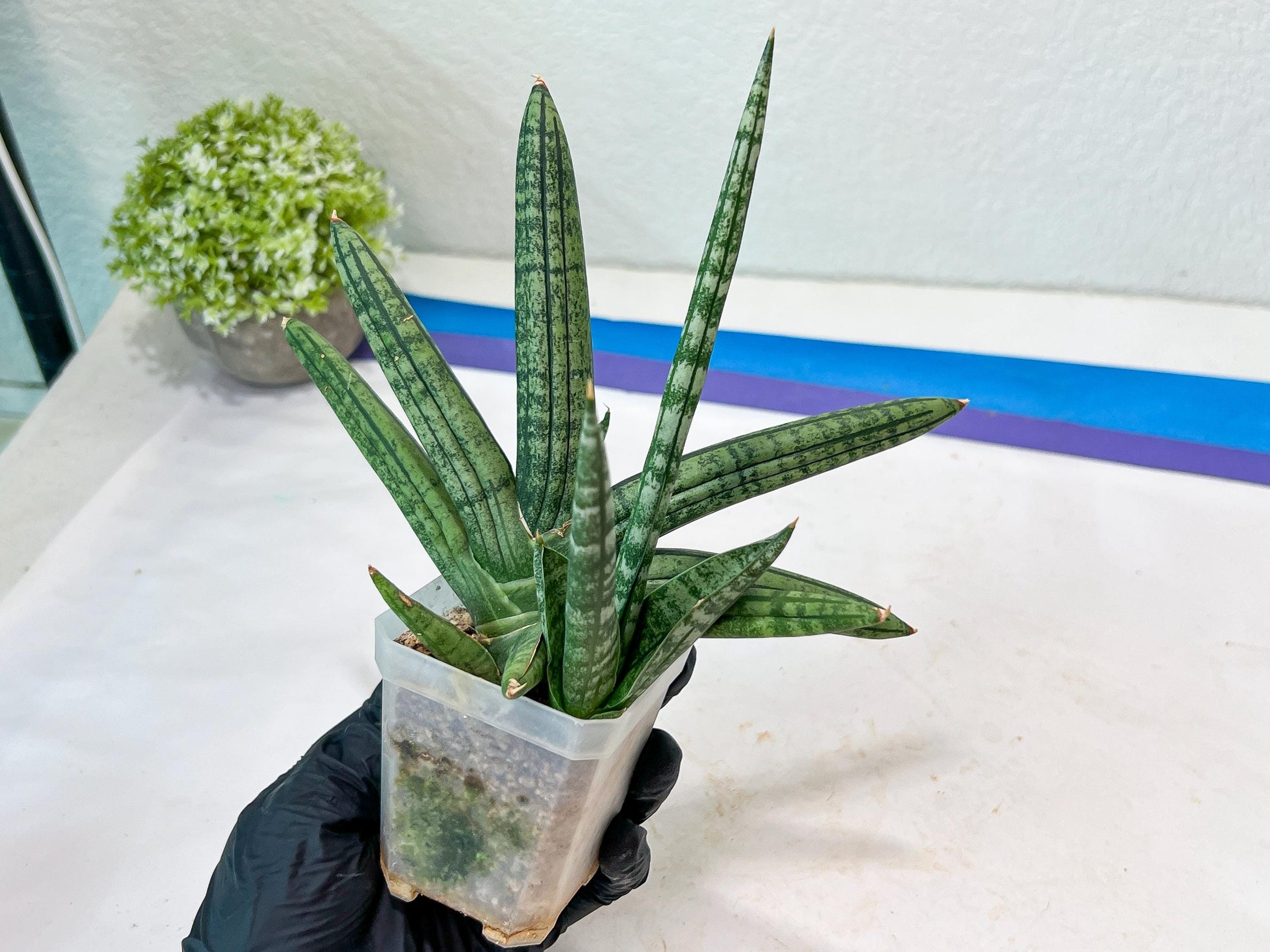 Sansevieria Rocker (#AC20) | Rare Imported House Plants