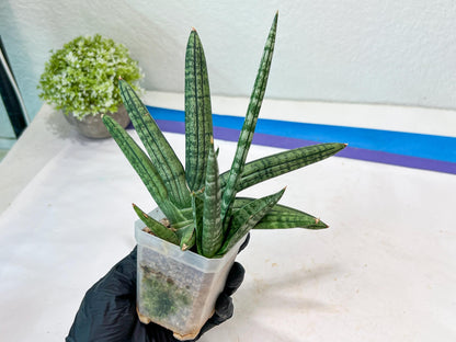 Sansevieria Rocker (#AC20) | Rare Imported House Plants