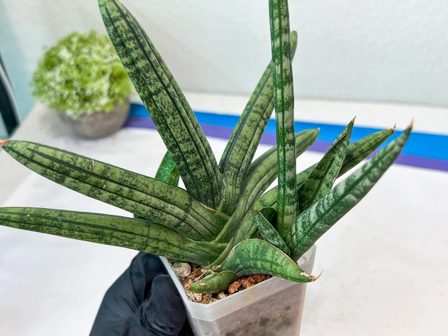 Sansevieria Rocker (#AC20) | Rare Imported House Plants
