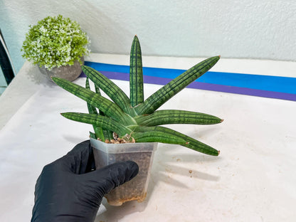 Sansevieria Rocker (#AC20) | Rare Imported House Plants