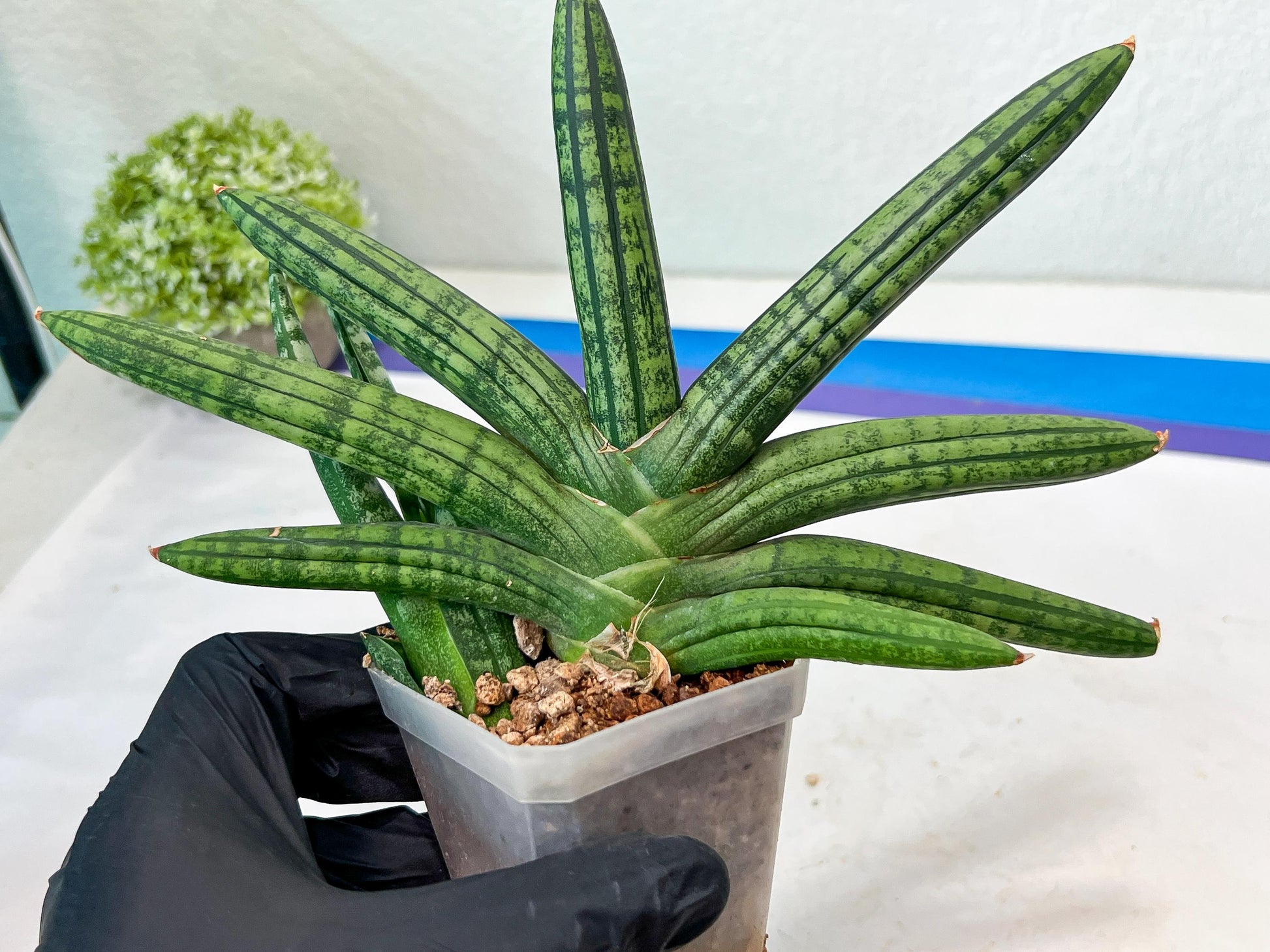Sansevieria Rocker (#AC20) | Rare Imported House Plants