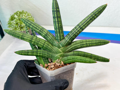 Sansevieria Rocker (#AC20) | Rare Imported House Plants
