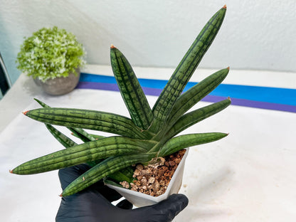 Sansevieria Rocker (#AC20) | Rare Imported House Plants