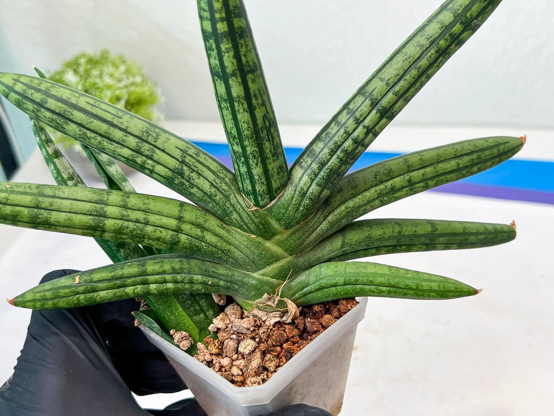 Sansevieria Rocker (#AC20) | Rare Imported House Plants