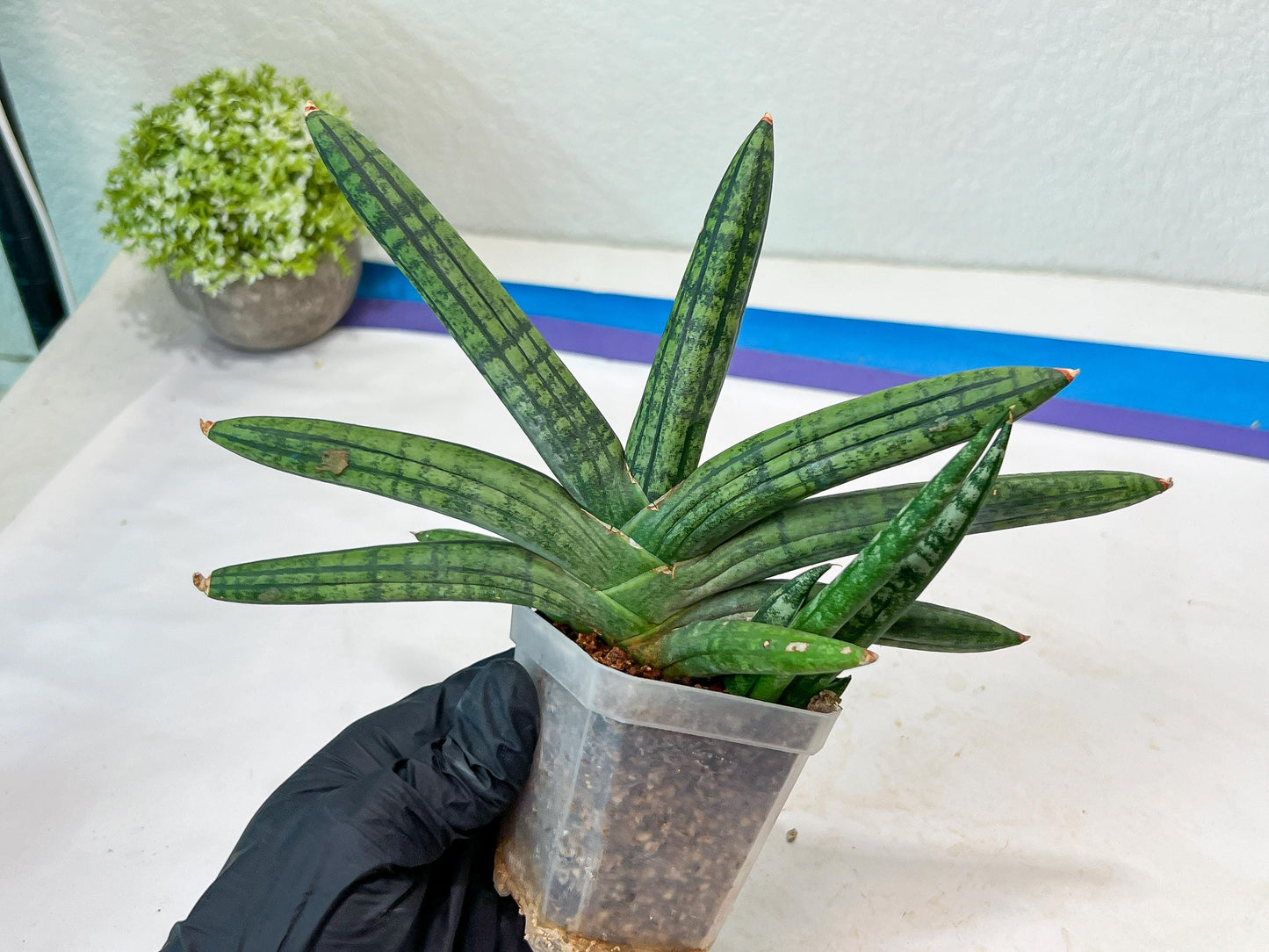 Sansevieria Rocker (#AC20) | Rare Imported House Plants