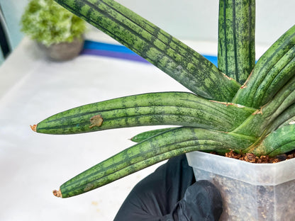 Sansevieria Rocker (#AC20) | Rare Imported House Plants