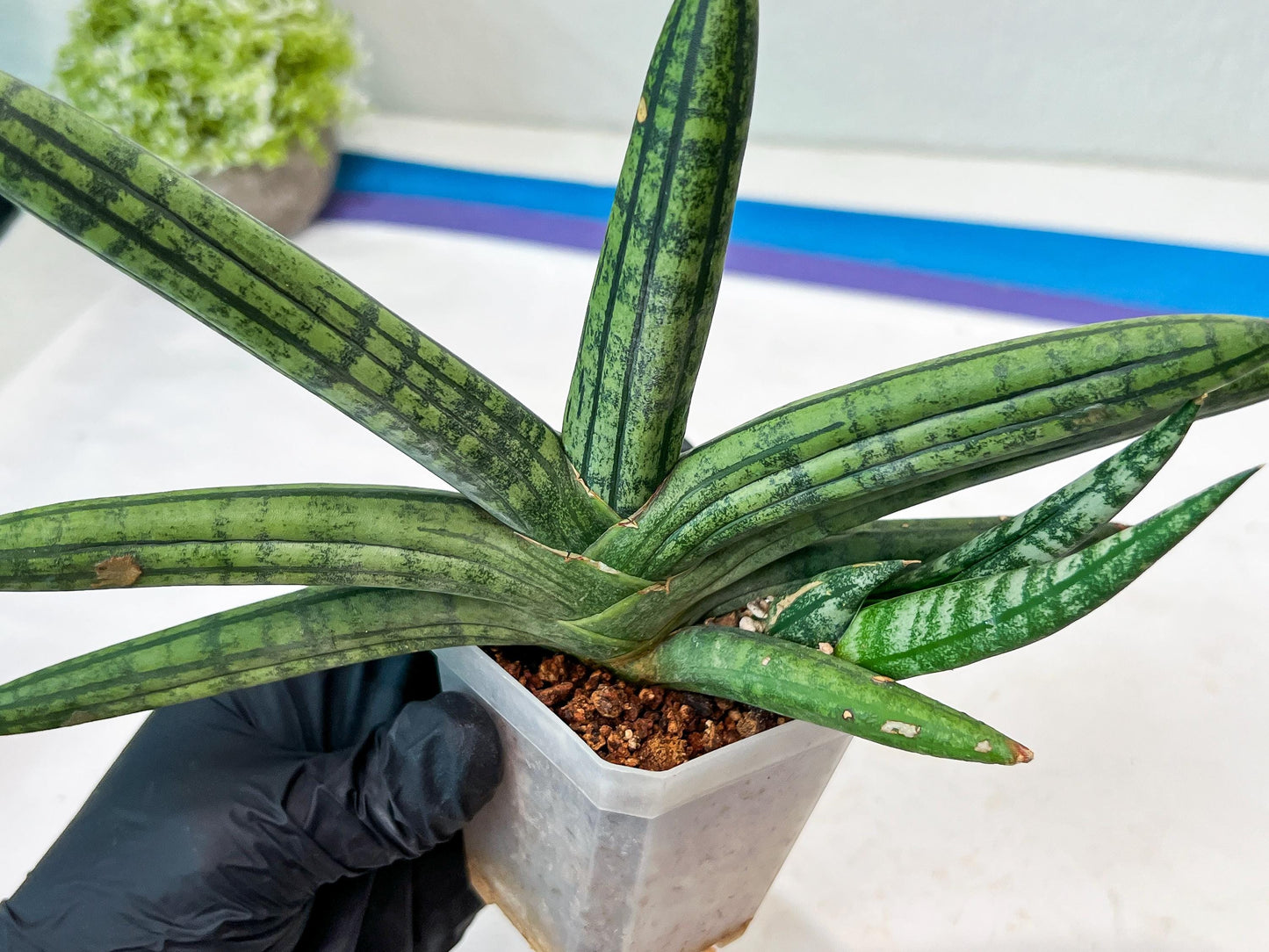 Sansevieria Rocker (#AC20) | Rare Imported House Plants