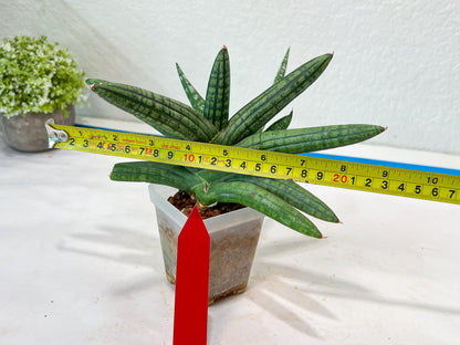 Sansevieria Rocker (#AC20) | Rare Imported House Plants