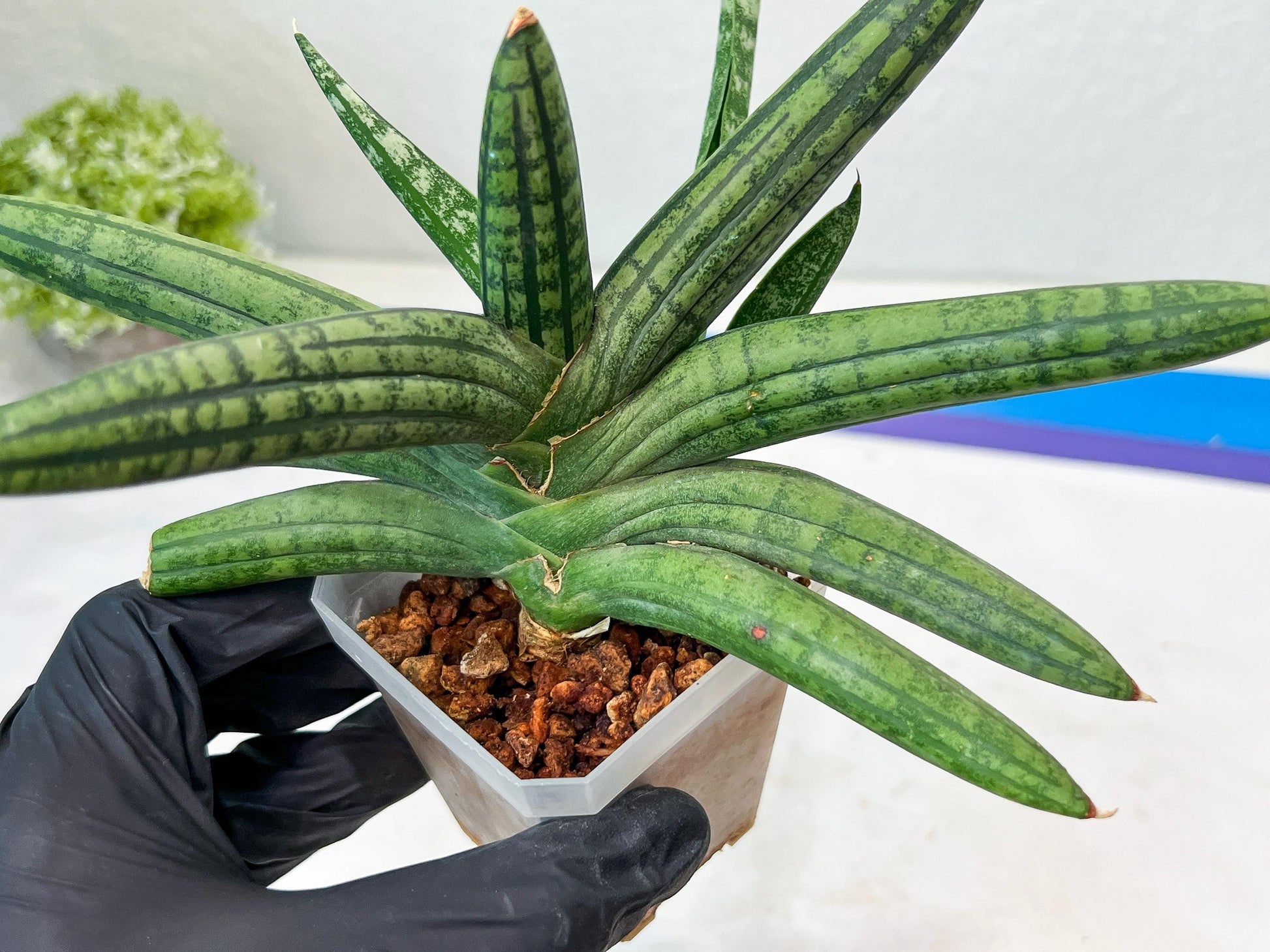 Sansevieria Rocker (#AC20) | Rare Imported House Plants