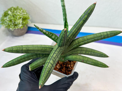Sansevieria Rocker (#AC20) | Rare Imported House Plants