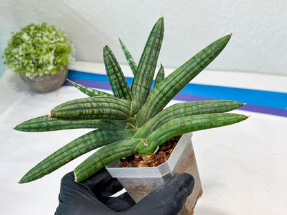 Sansevieria Rocker (#AC20) | Rare Imported House Plants