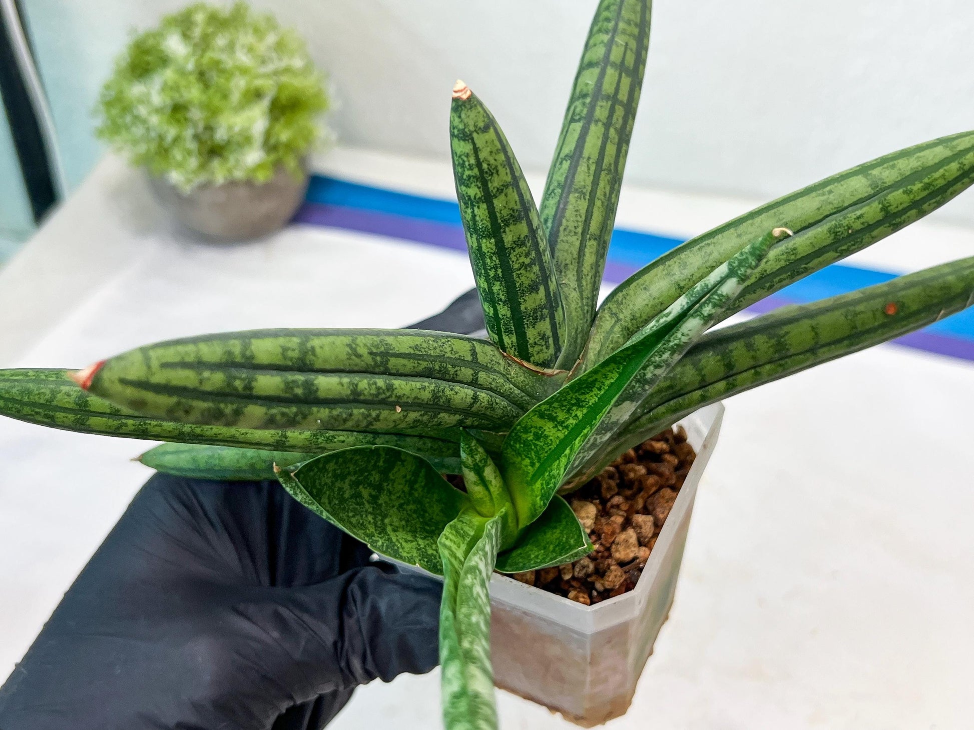 Sansevieria Rocker (#AC20) | Rare Imported House Plants
