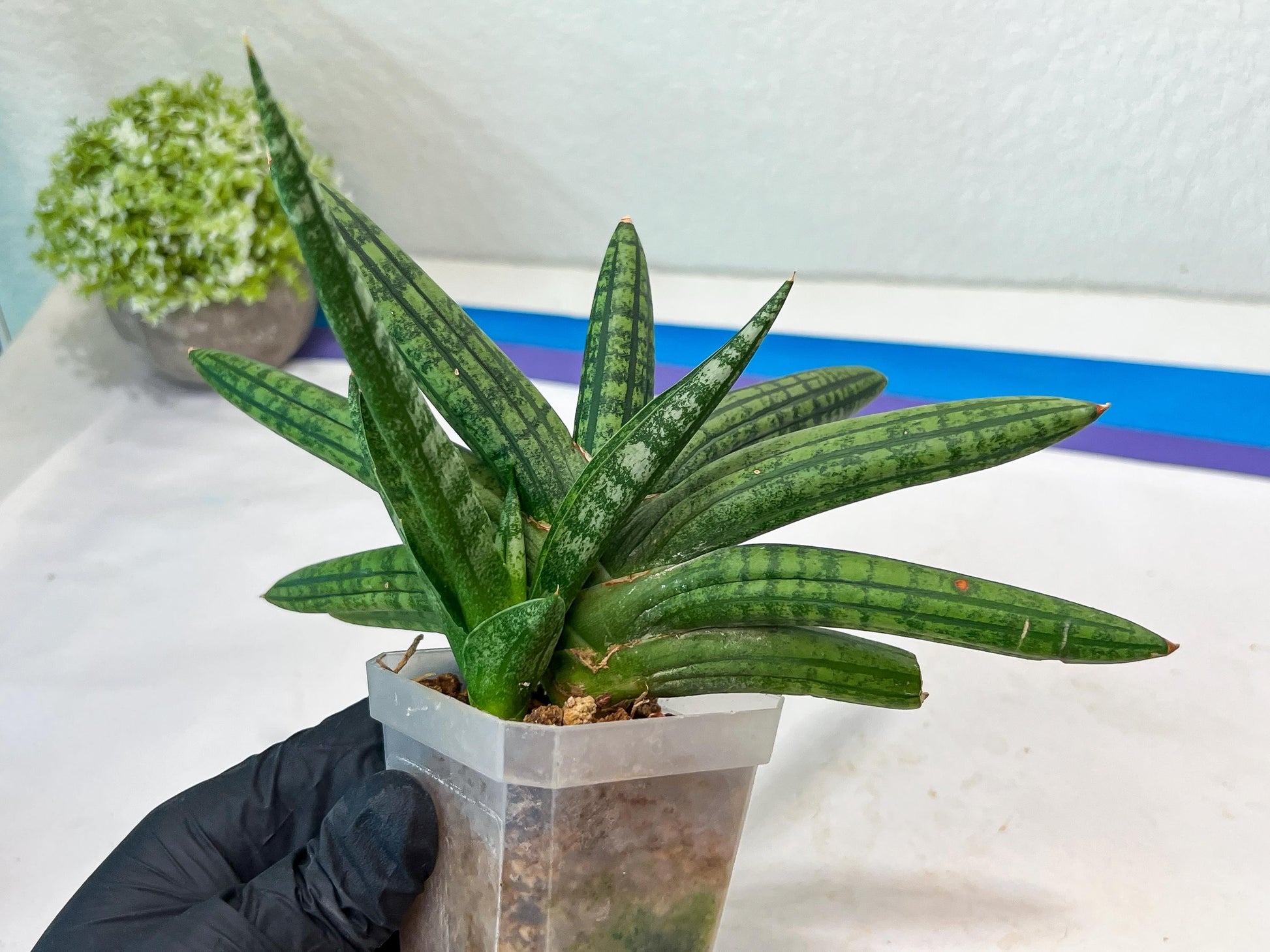 Sansevieria Rocker (#AC20) | Rare Imported House Plants