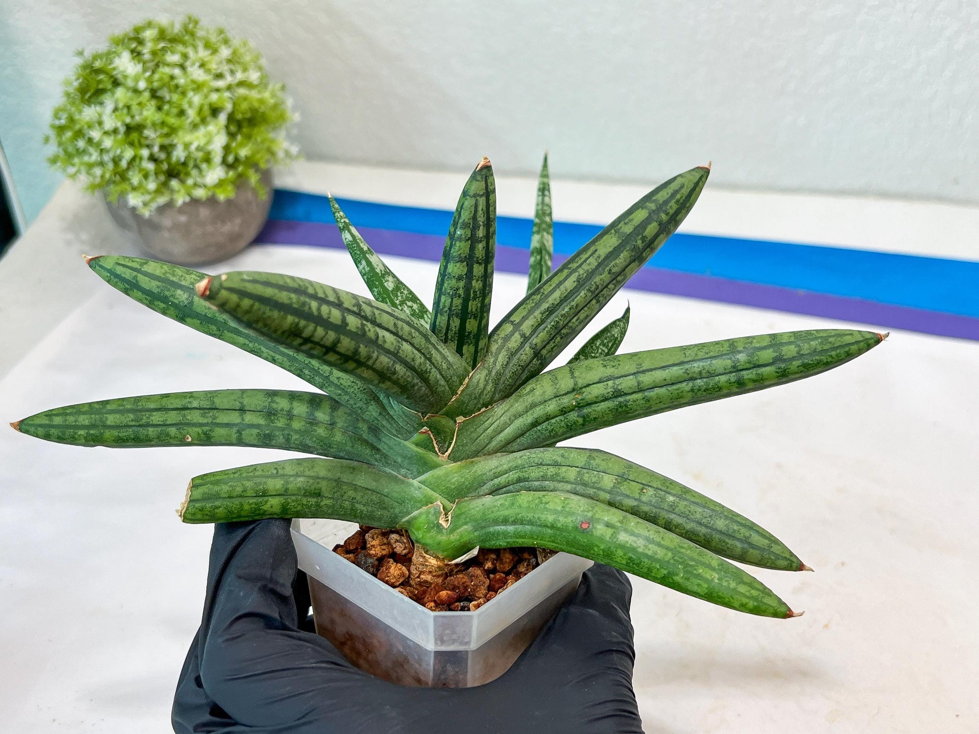 Sansevieria Rocker (#AC20) | Rare Imported House Plants