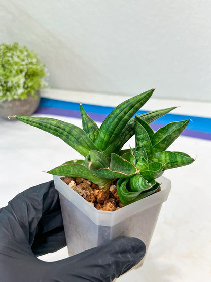 Sansevieria CH Tozlu (#AC21) | Imported Plants