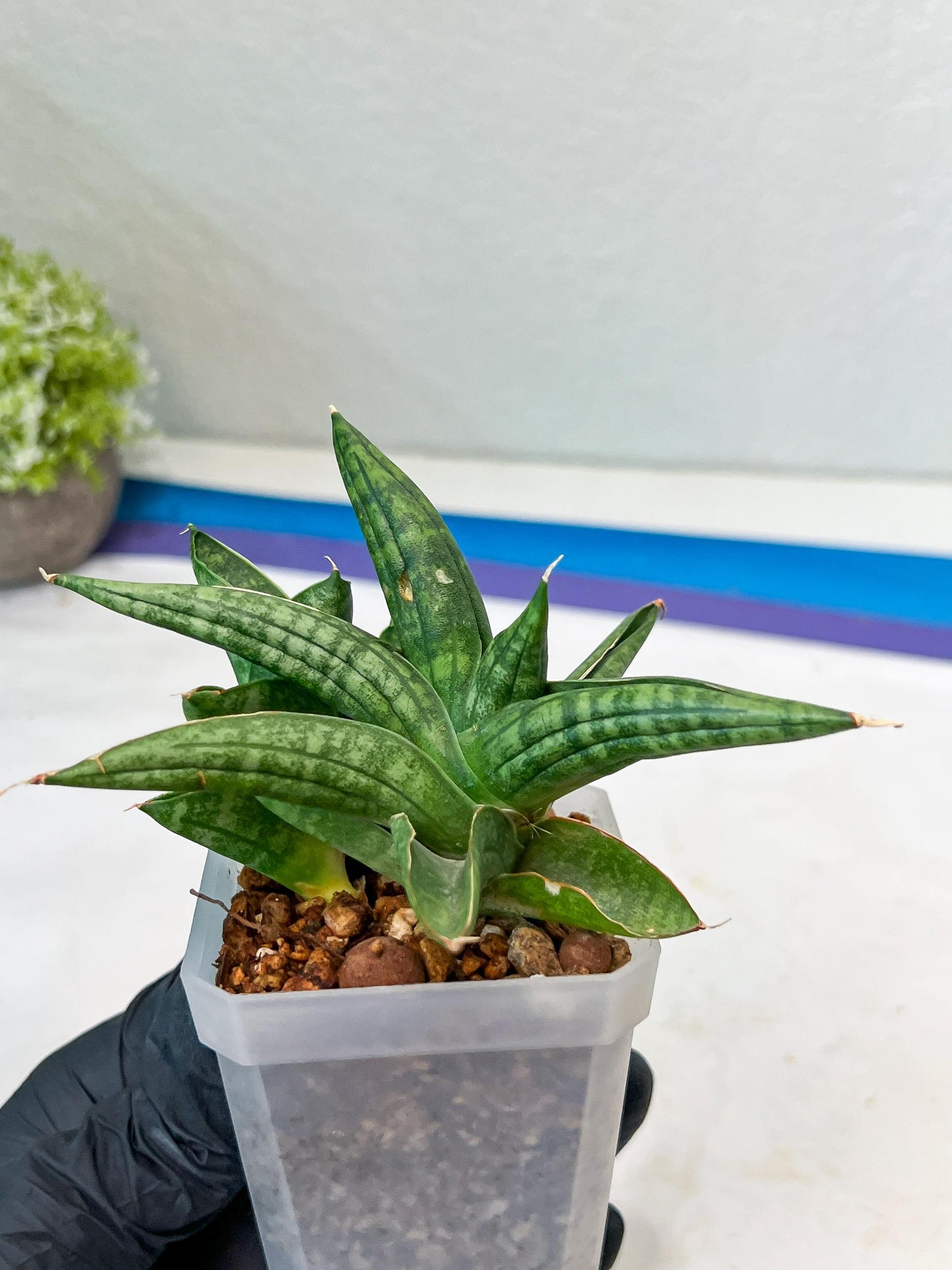 Sansevieria CH Tozlu (#AC21) | Imported Plants