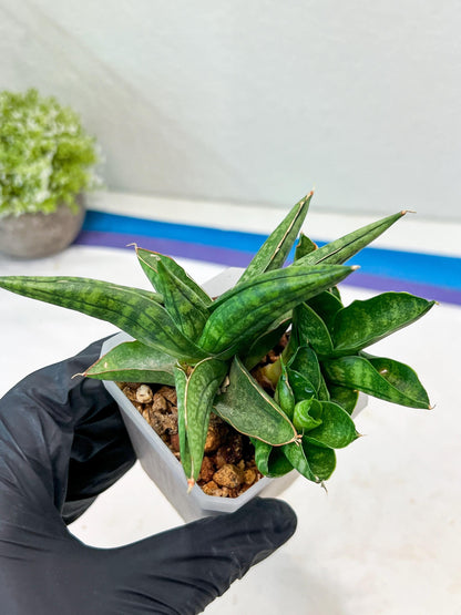 Sansevieria CH Tozlu (#AC21) | Imported Plants