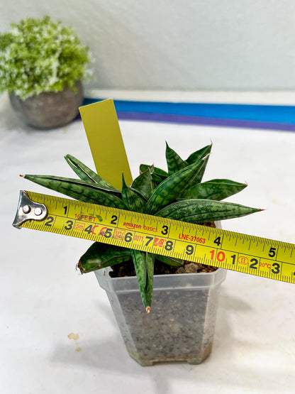 Sansevieria CH Tozlu (#AC21) | Imported Plants