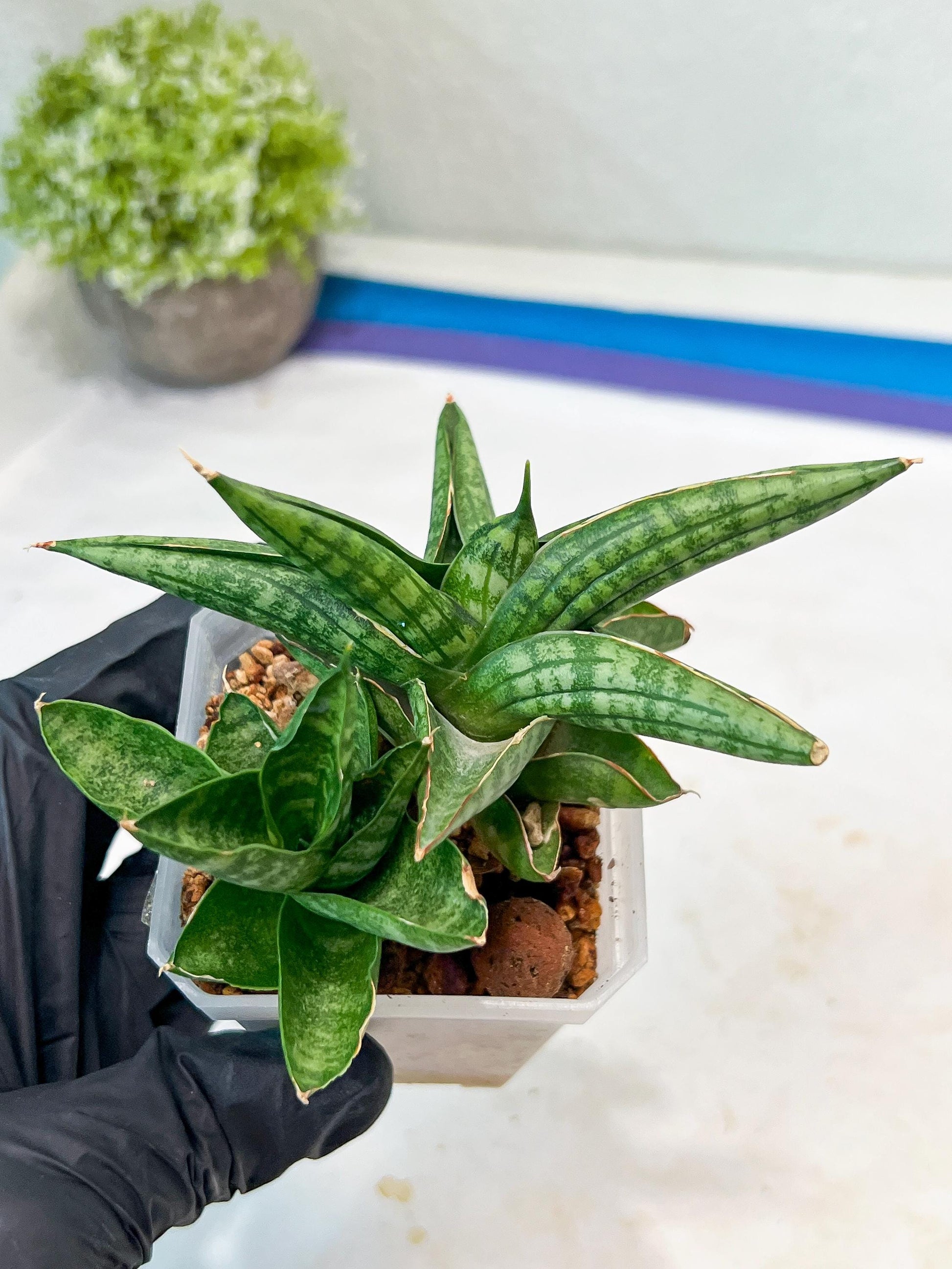 Sansevieria CH Tozlu (#AC21) | Imported Plants