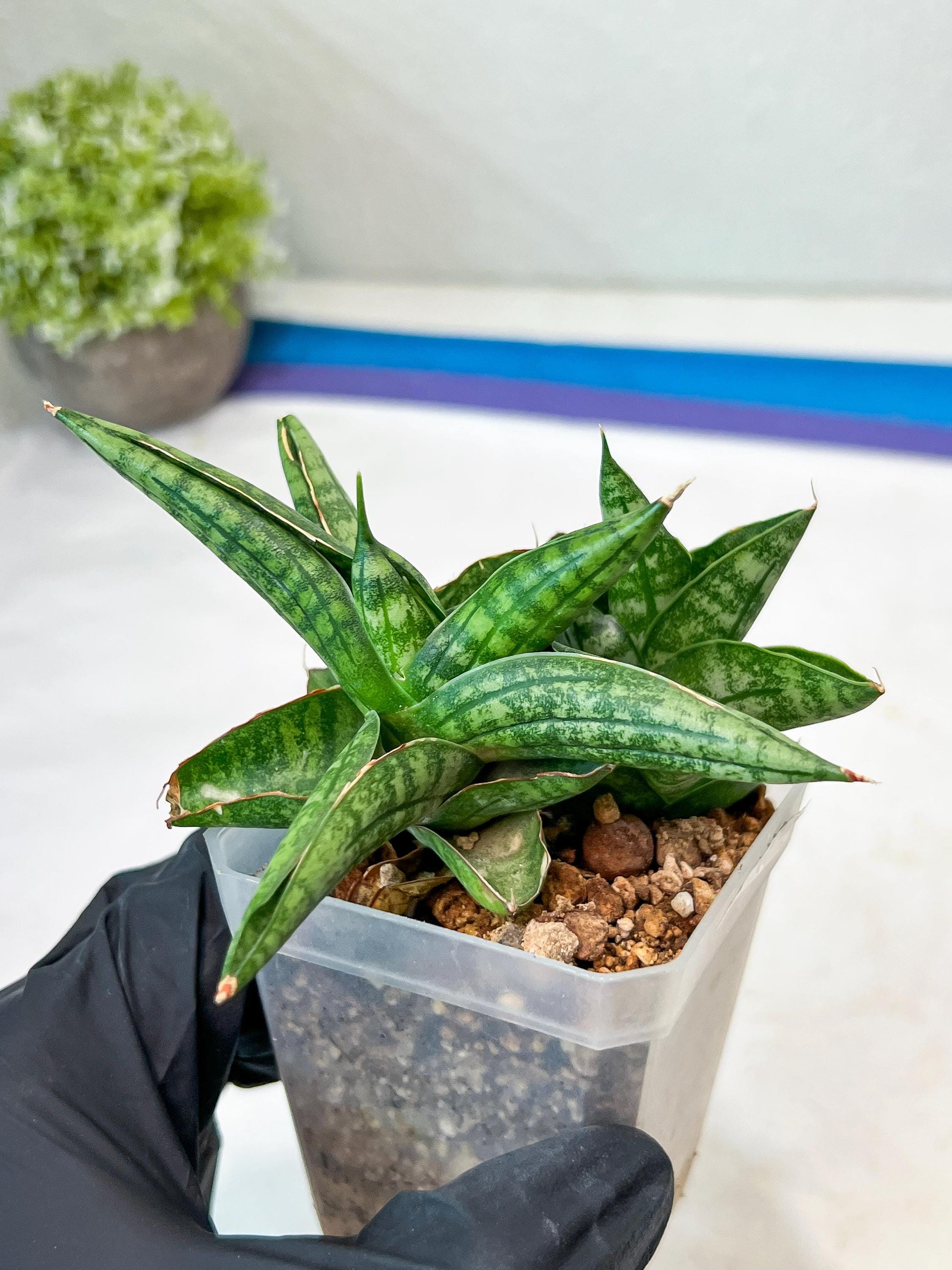 Sansevieria CH Tozlu (#AC21) | Imported Plants
