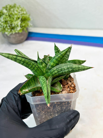 Sansevieria CH Tozlu (#AC21) | Imported Plants