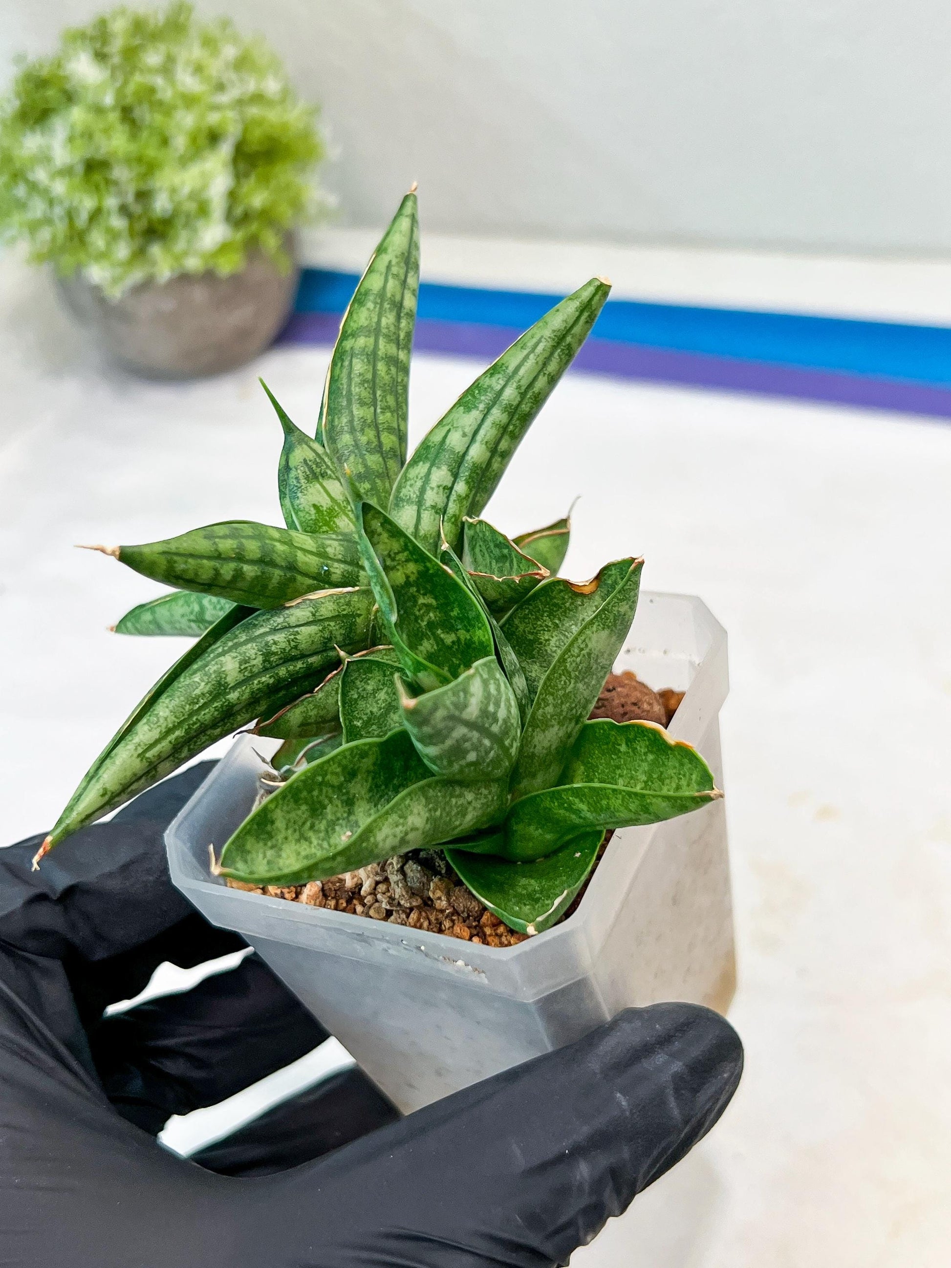 Sansevieria CH Tozlu (#AC21) | Imported Plants