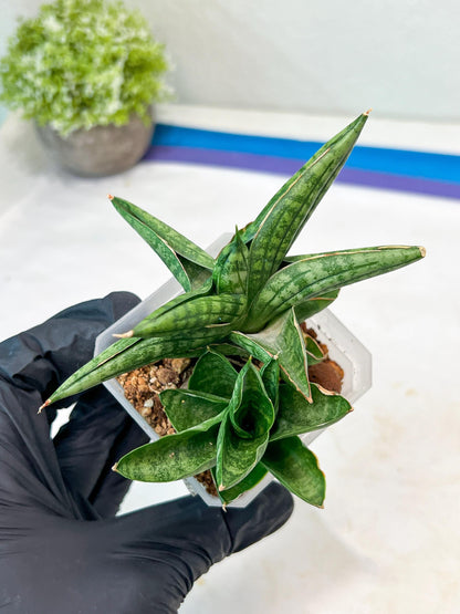 Sansevieria CH Tozlu (#AC21) | Imported Plants