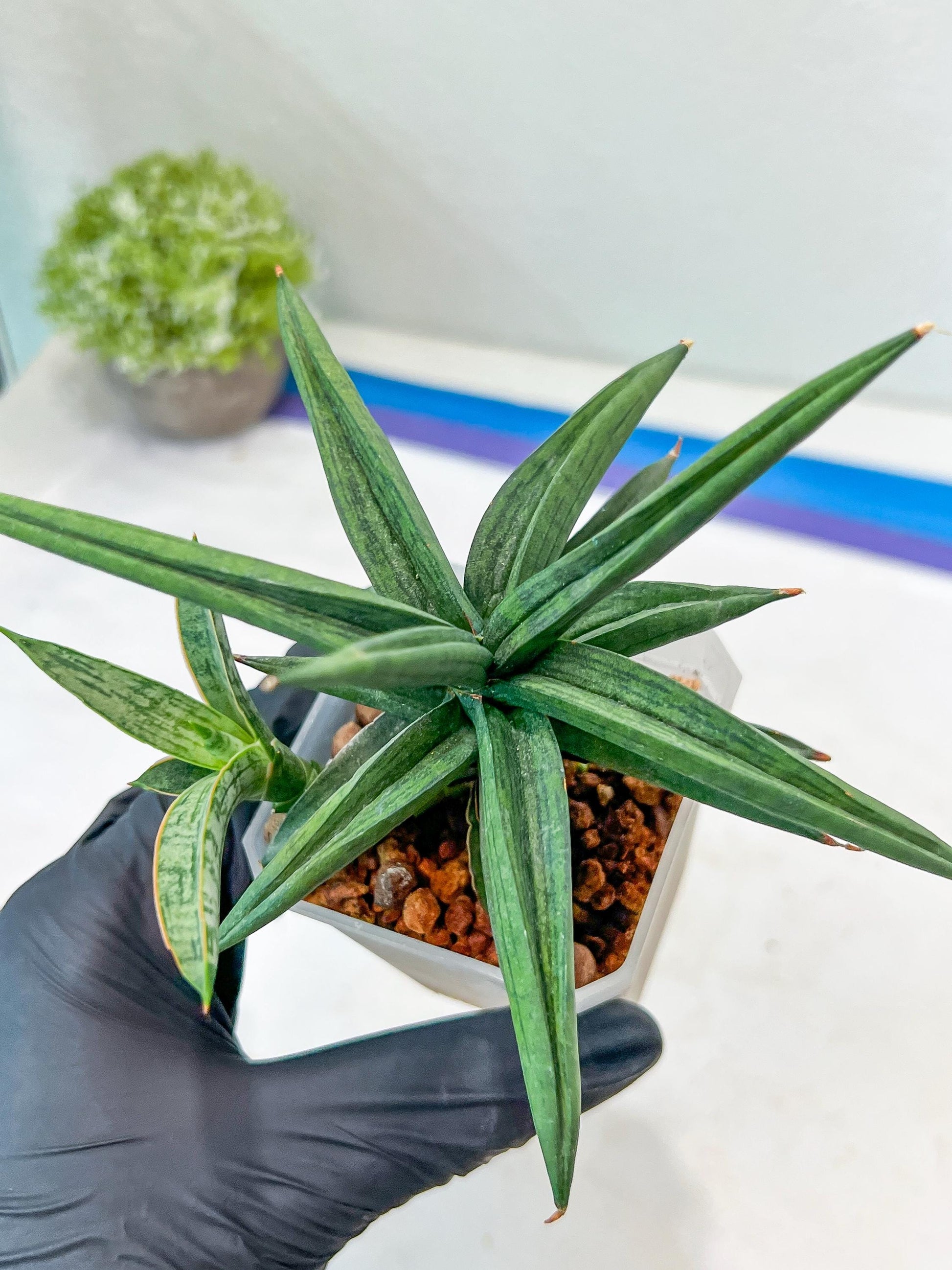 Sansevieria Thousand Blue (#AC26) | Rare Hybrids