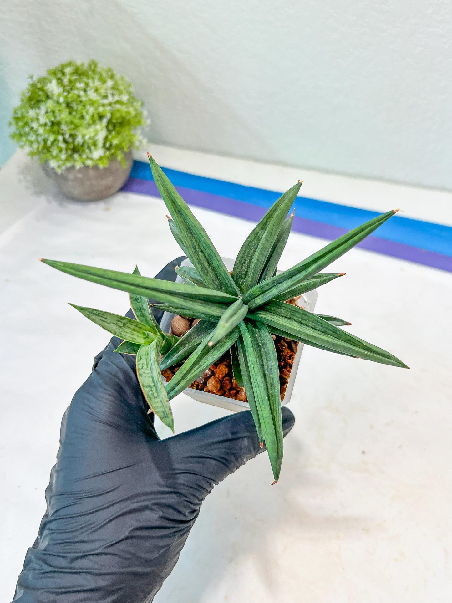 Sansevieria Thousand Blue (#AC26) | Rare Hybrids
