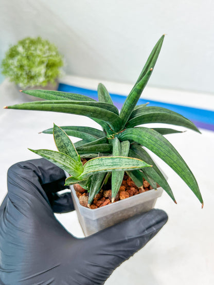Sansevieria Thousand Blue (#AC26) | Rare Hybrids