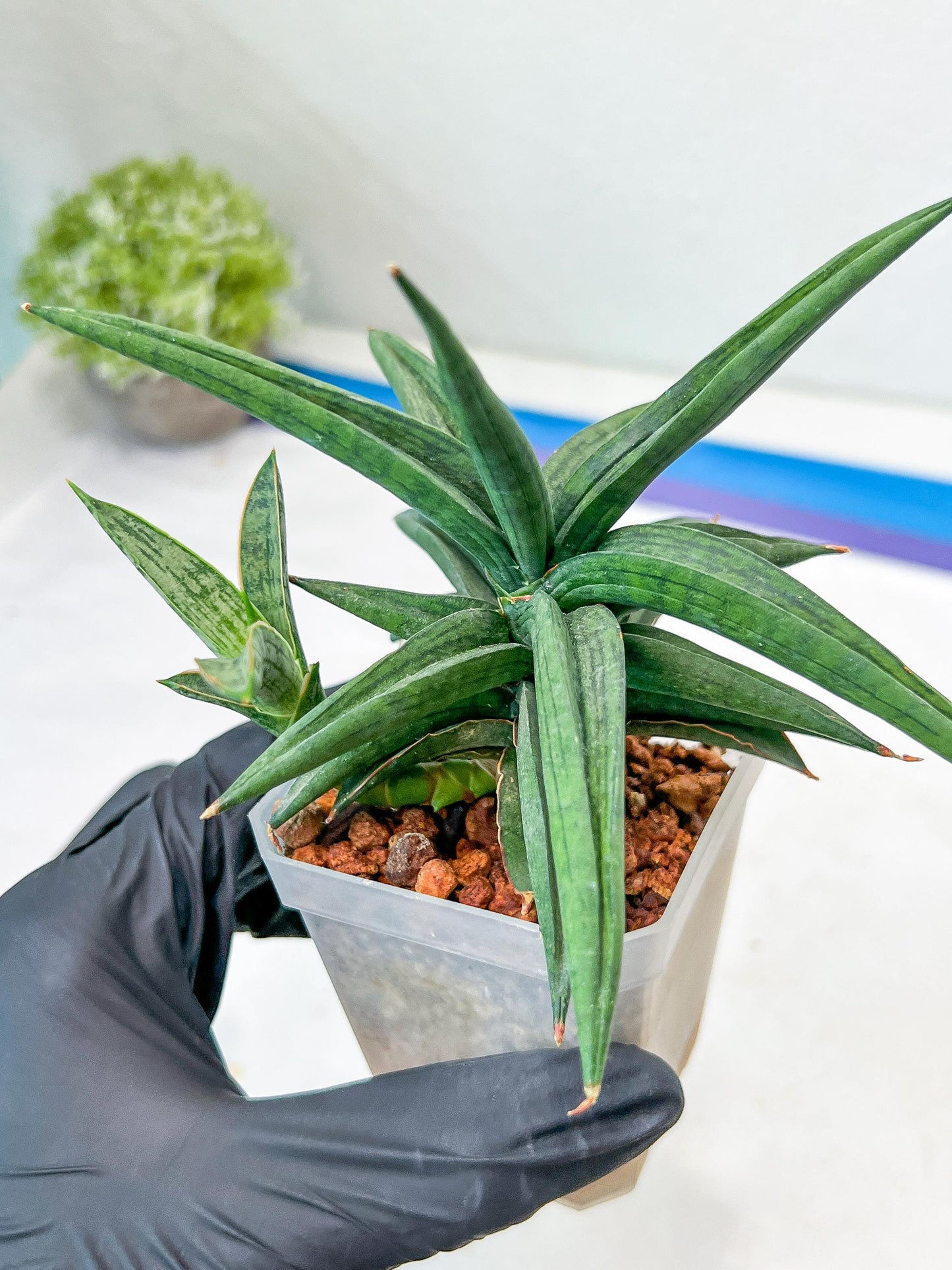 Sansevieria Thousand Blue (#AC26) | Rare Hybrids