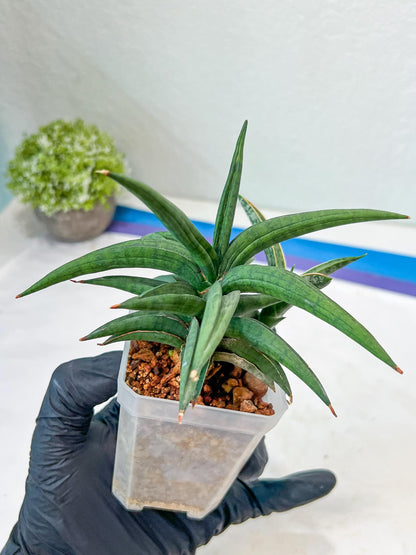Sansevieria Thousand Blue (#AC26) | Rare Hybrids