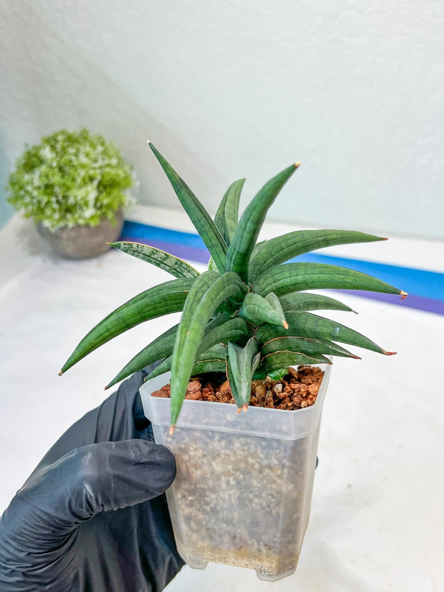 Sansevieria Thousand Blue (#AC26) | Rare Hybrids