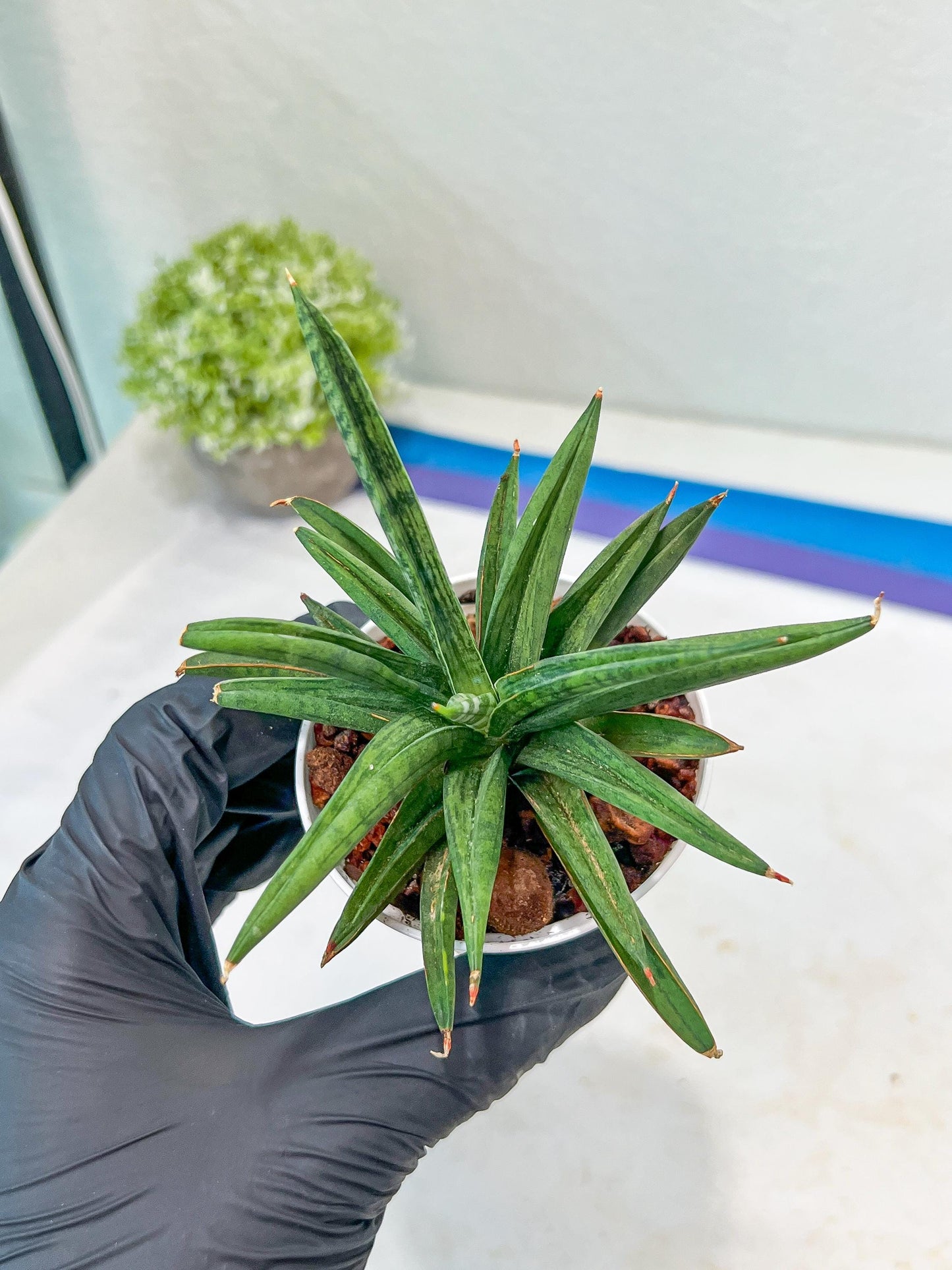 Sansevieria Thousand Blue (#AC26) | Rare Hybrids