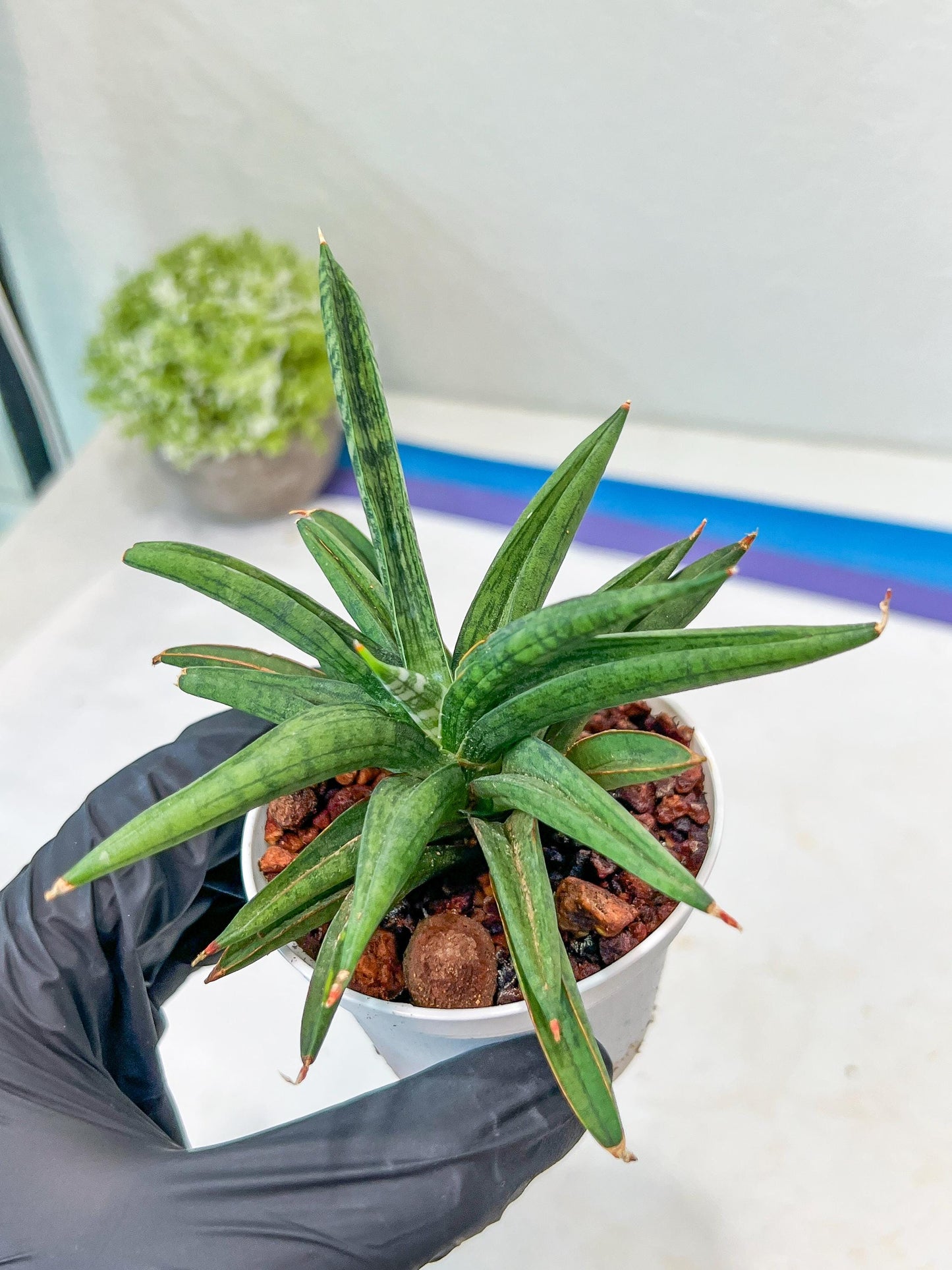 Sansevieria Thousand Blue (#AC26) | Rare Hybrids