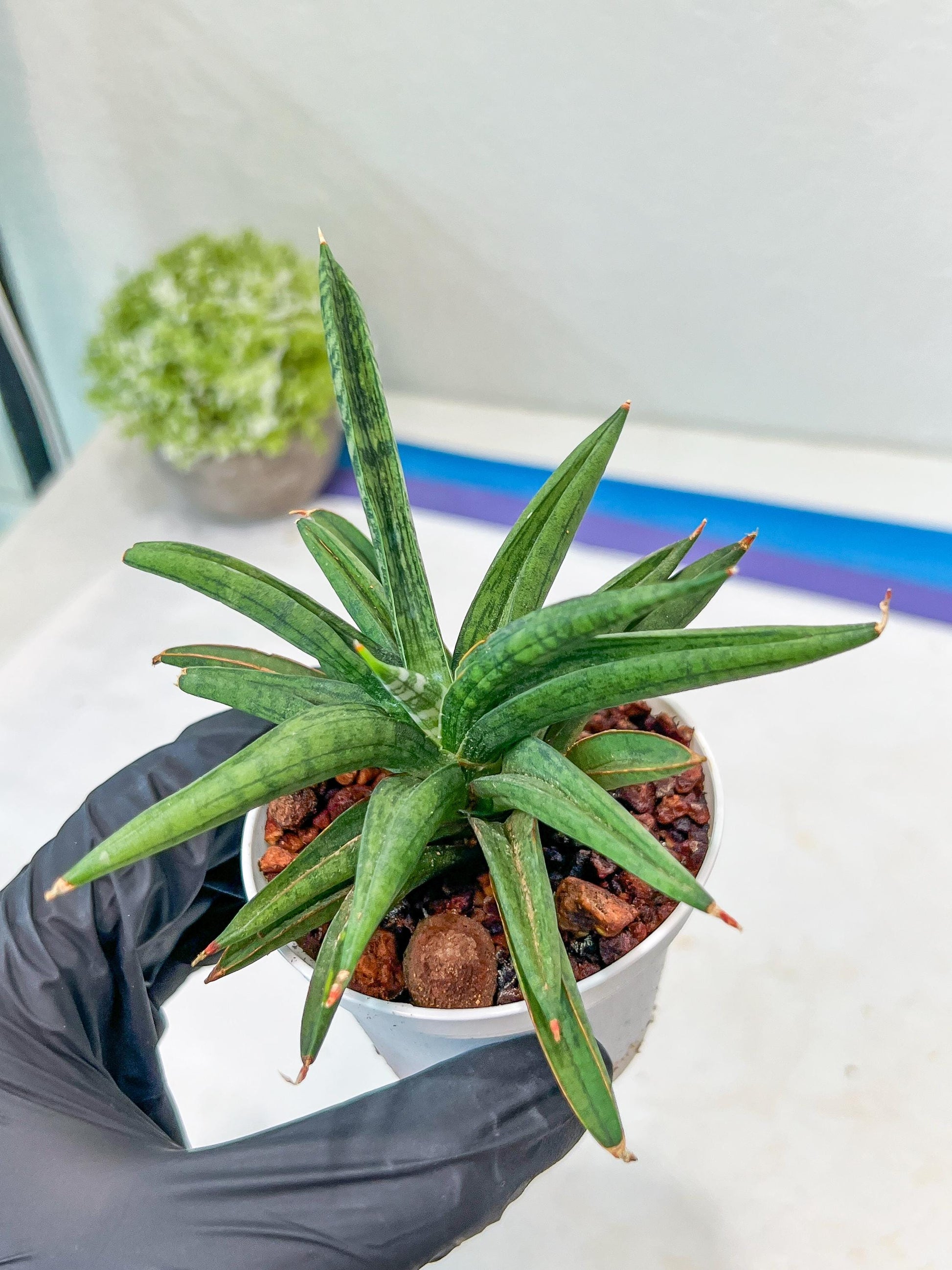 Sansevieria Thousand Blue (#AC26) | Rare Hybrids