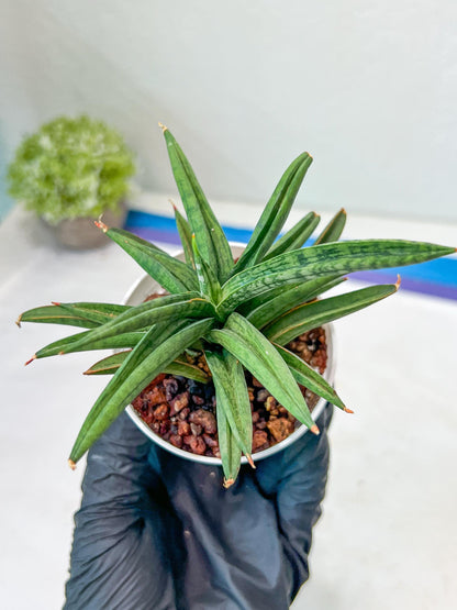 Sansevieria Thousand Blue (#AC26) | Rare Hybrids