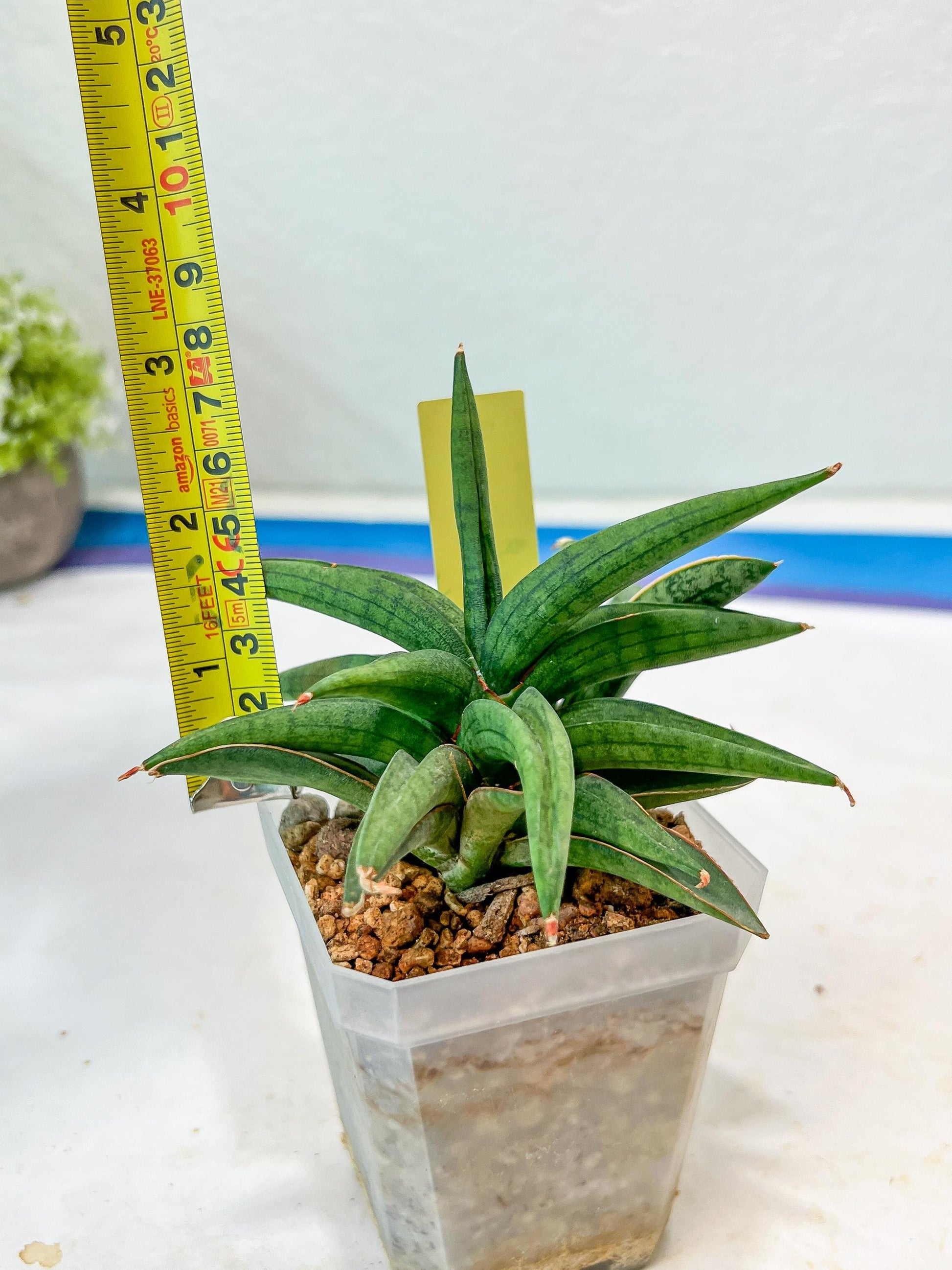 Sansevieria Thousand Blue (#AC26) | Rare Hybrids