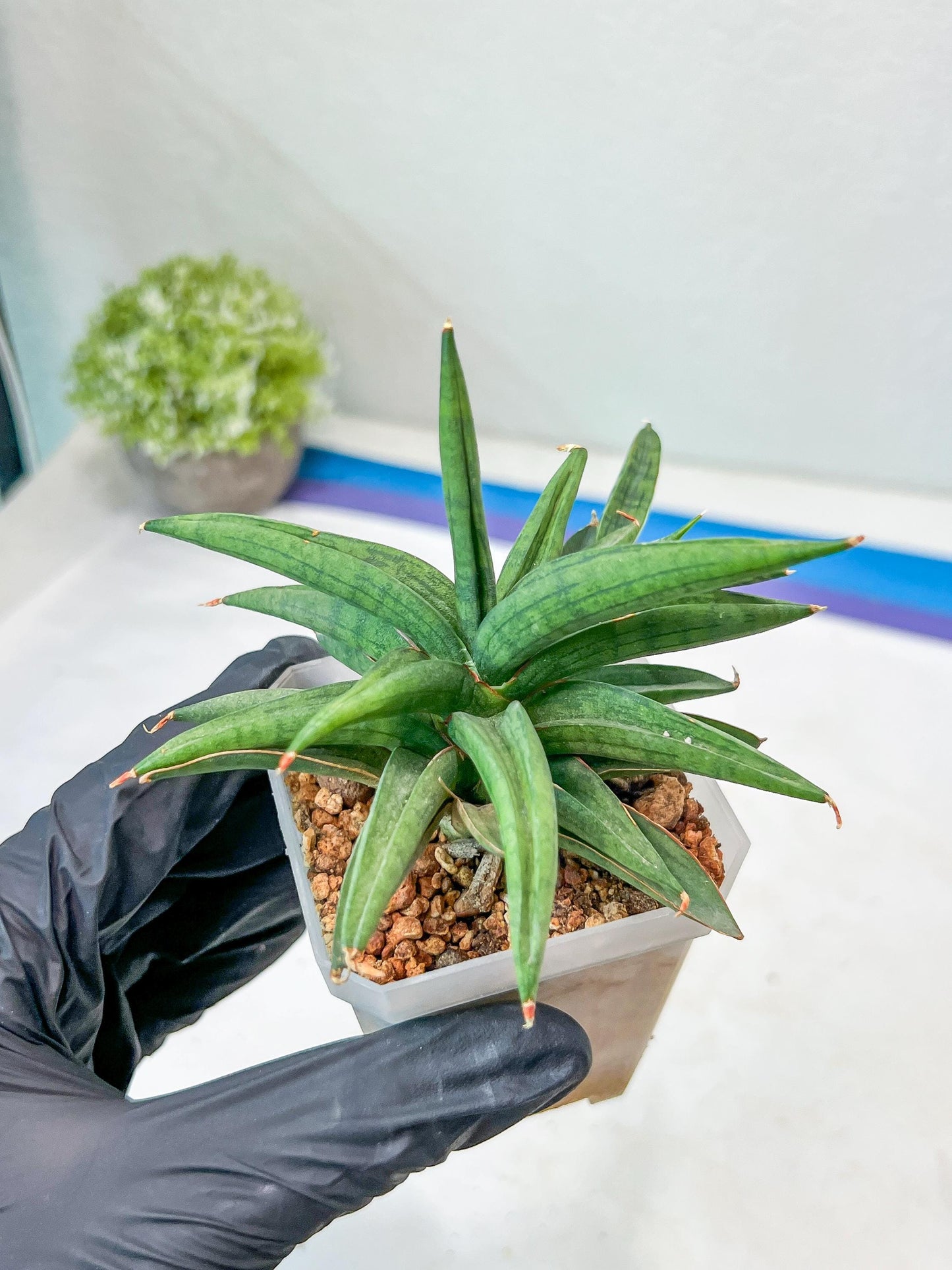 Sansevieria Thousand Blue (#AC26) | Rare Hybrids