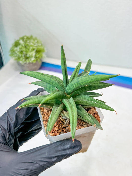 Sansevieria Thousand Blue (#AC26) | Rare Hybrids