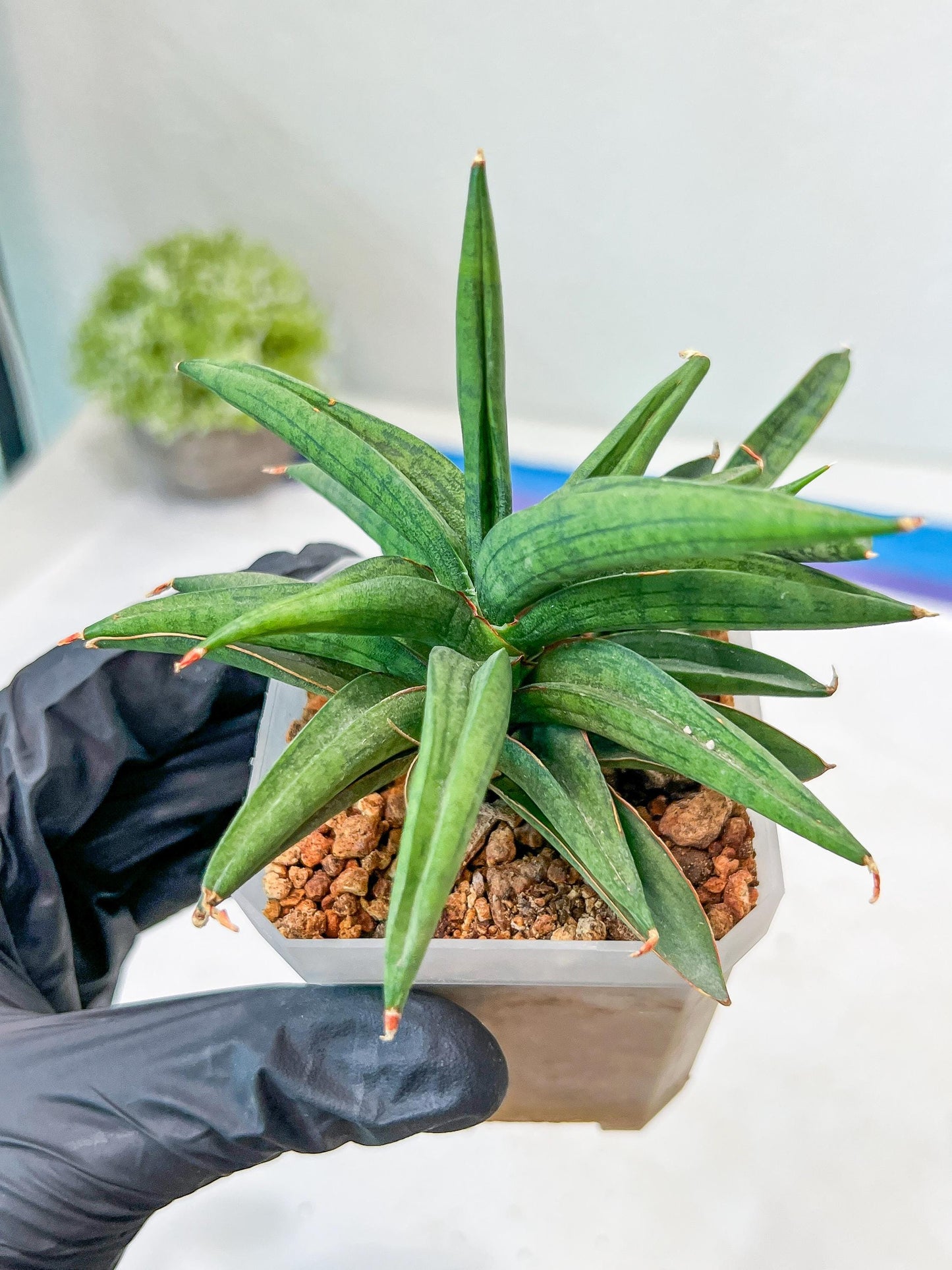 Sansevieria Thousand Blue (#AC26) | Rare Hybrids