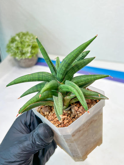 Sansevieria Thousand Blue (#AC26) | Rare Hybrids