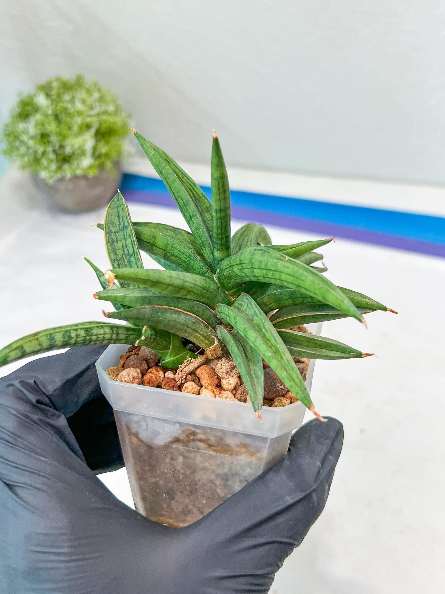 Sansevieria Thousand Blue (#AC26) | Rare Hybrids
