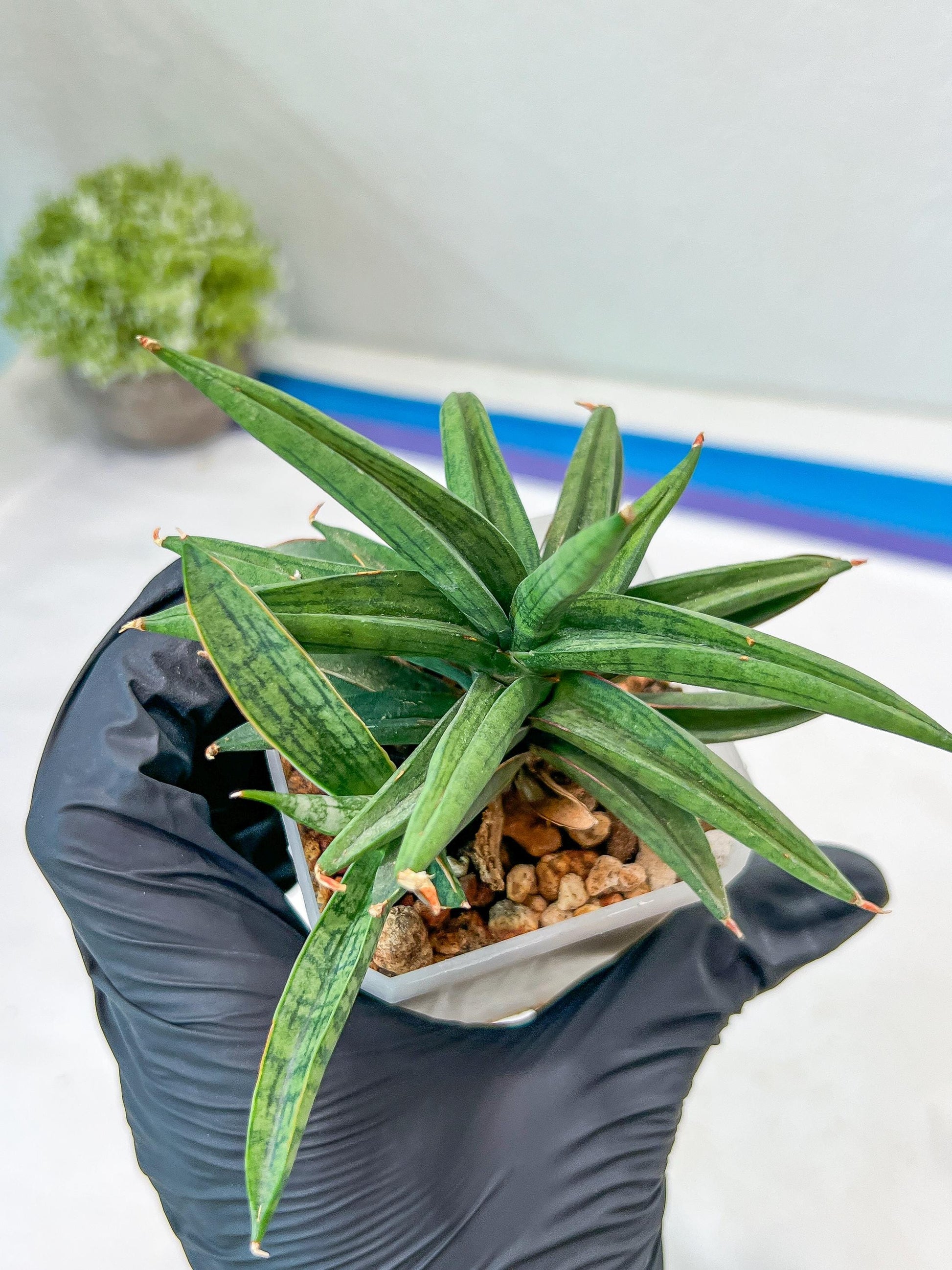 Sansevieria Thousand Blue (#AC26) | Rare Hybrids