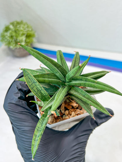 Sansevieria Thousand Blue (#AC26) | Rare Hybrids