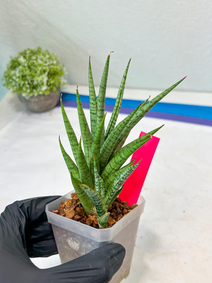 Sansevieria Epine Verte (#AC27) | Rare Exotic Flora