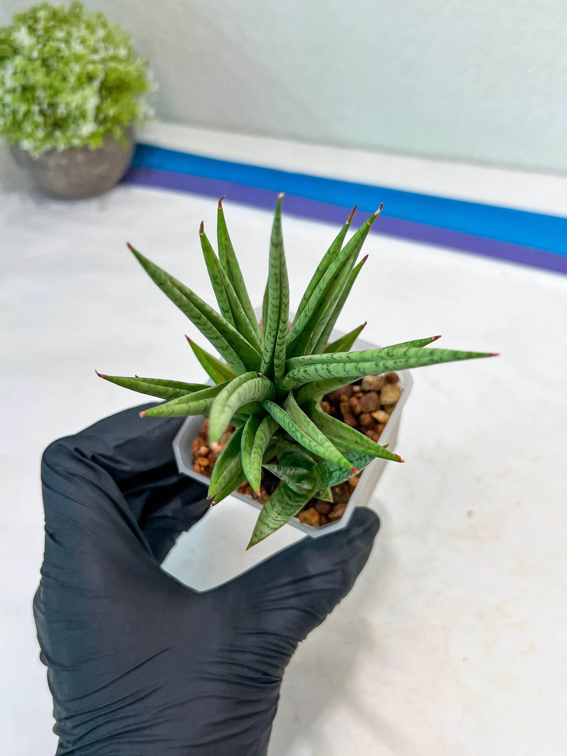 Sansevieria Epine Verte (#AC27) | Rare Exotic Flora
