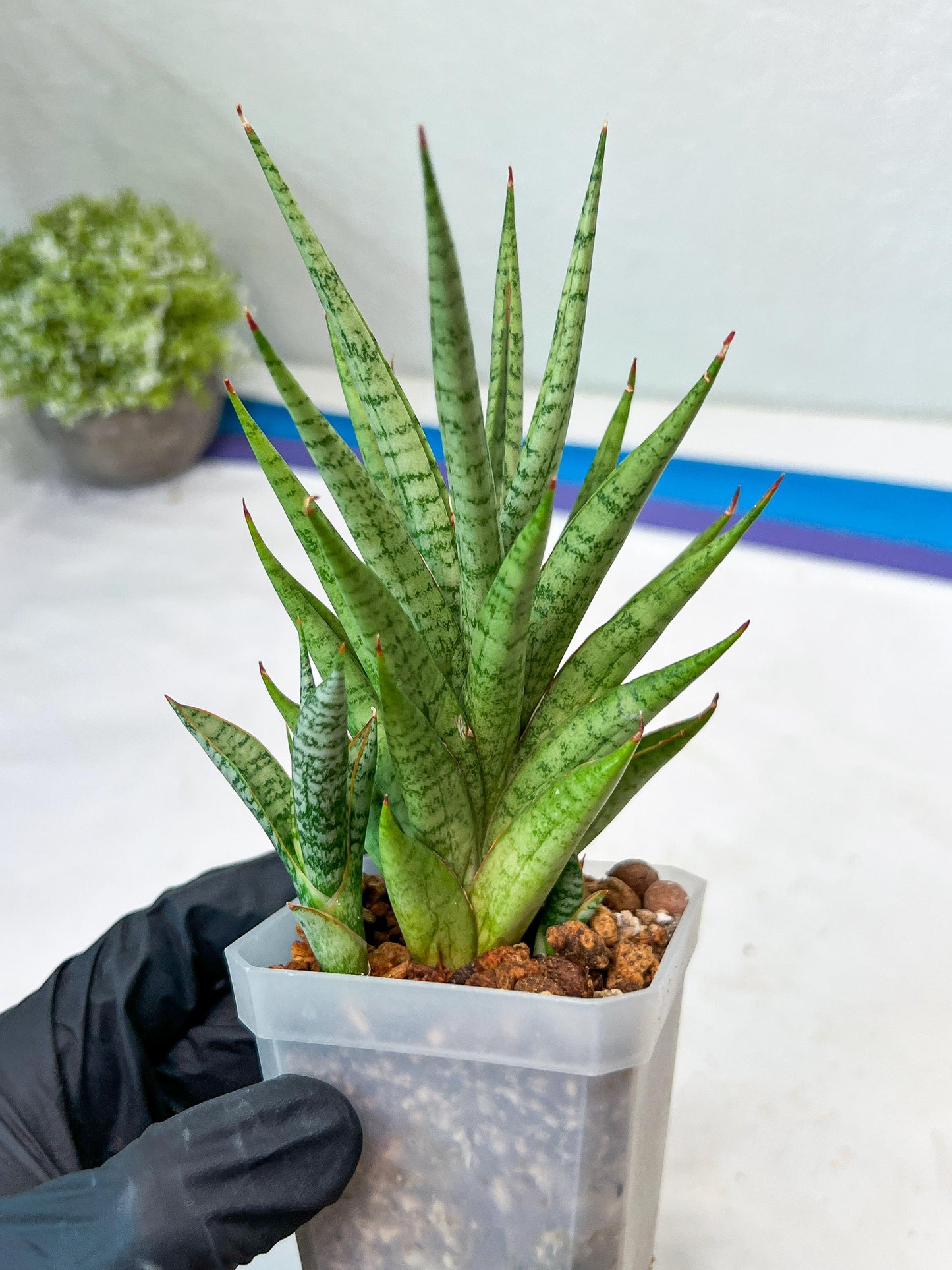 Sansevieria Epine Verte (#AC27) | Rare Exotic Flora